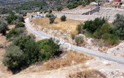 KARABURUN BOYABAĞI KOYU YAKINI DENİZ MANZARALI SATILIK ZEYTİNLİK
