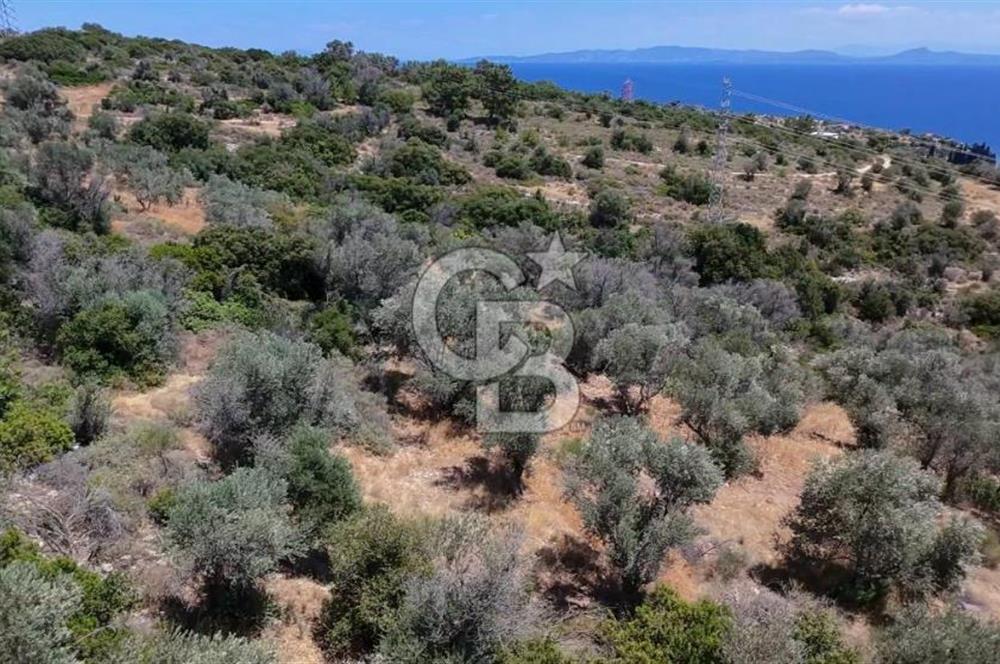 KARABURUN BOYABAĞI KOYU YAKINI DENİZ MANZARALI SATILIK ZEYTİNLİK