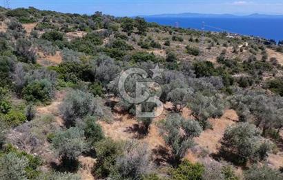 KARABURUN BOYABAĞI KOYU YAKINI DENİZ MANZARALI SATILIK ZEYTİNLİK