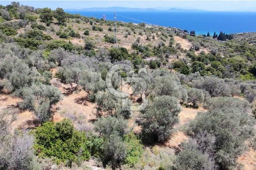 KARABURUN BOYABAĞI KOYU YAKINI DENİZ MANZARALI SATILIK ZEYTİNLİK