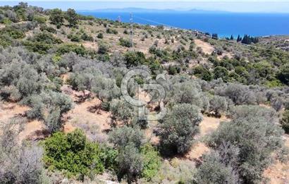 KARABURUN BOYABAĞI KOYU YAKINI DENİZ MANZARALI SATILIK ZEYTİNLİK