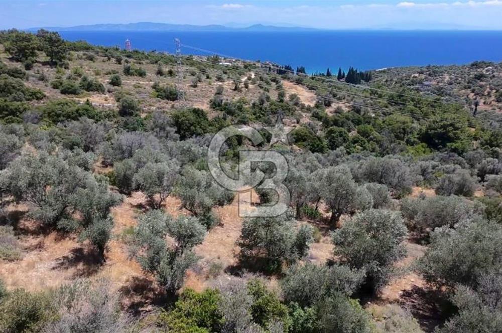 KARABURUN BOYABAĞI KOYU YAKINI DENİZ MANZARALI SATILIK ZEYTİNLİK