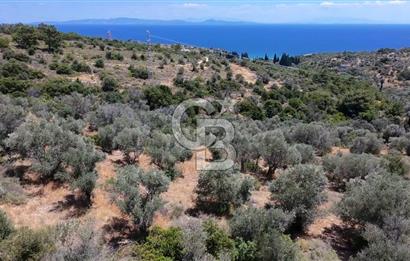 KARABURUN BOYABAĞI KOYU YAKINI DENİZ MANZARALI SATILIK ZEYTİNLİK