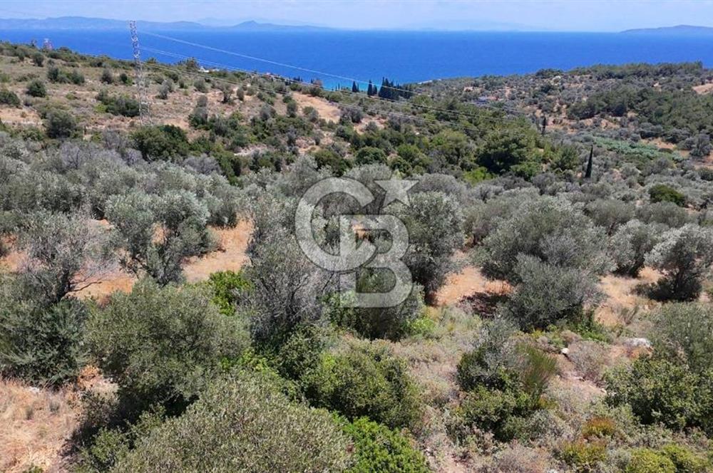 KARABURUN BOYABAĞI KOYU YAKINI DENİZ MANZARALI SATILIK ZEYTİNLİK