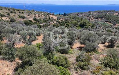 KARABURUN BOYABAĞI KOYU YAKINI DENİZ MANZARALI SATILIK ZEYTİNLİK