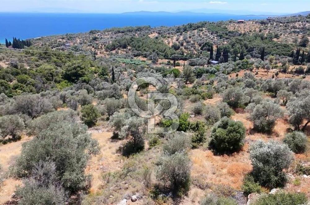 KARABURUN BOYABAĞI KOYU YAKINI DENİZ MANZARALI SATILIK ZEYTİNLİK