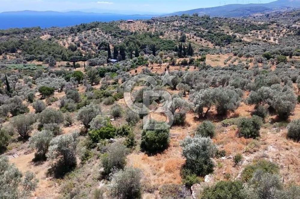 KARABURUN BOYABAĞI KOYU YAKINI DENİZ MANZARALI SATILIK ZEYTİNLİK