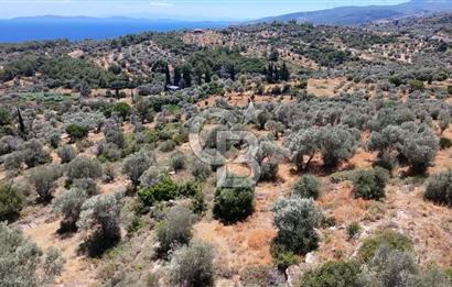 KARABURUN BOYABAĞI KOYU YAKINI DENİZ MANZARALI SATILIK ZEYTİNLİK