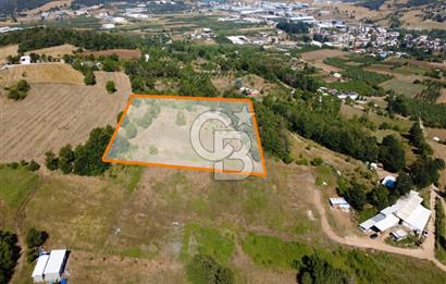 Kestel Erdoğan'da 5.546 m² Yatırıma ve Ticarete Uygun Tarla