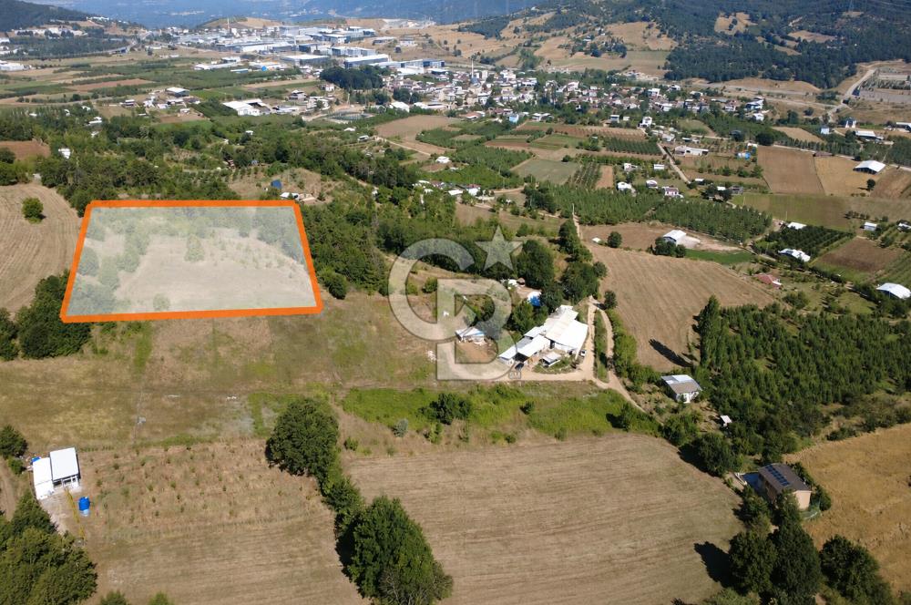 Kestel Erdoğan'da 5.546 m² Yatırıma ve Ticarete Uygun Tarla