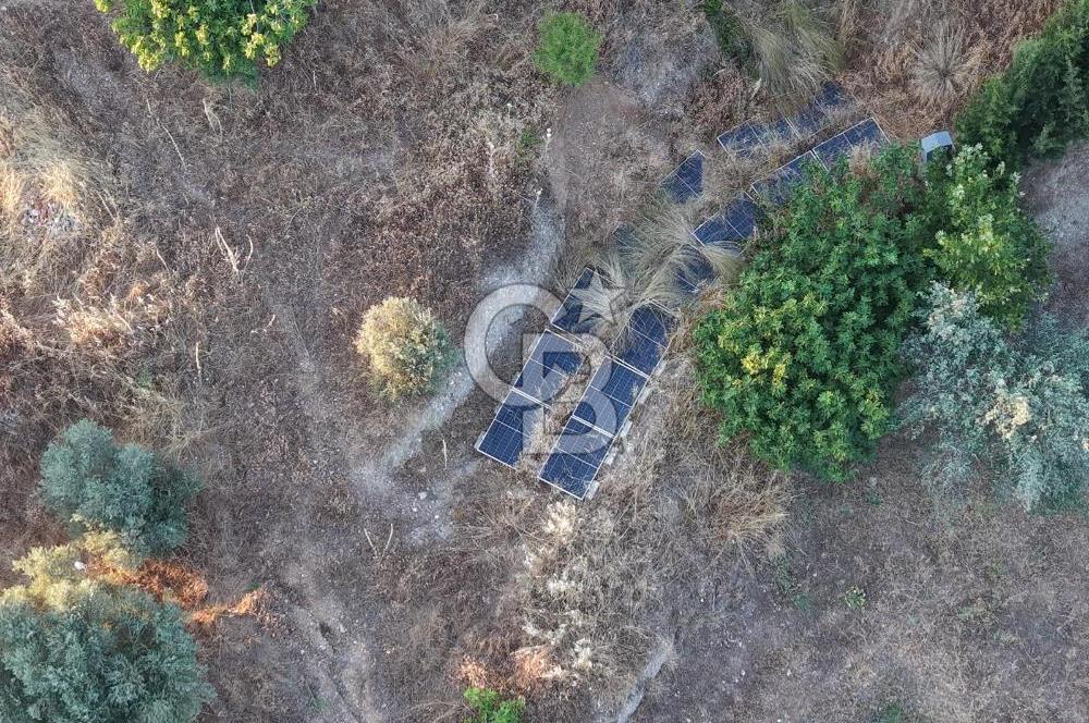 kemalpaşa yukarıkızılca da 10.744 m2 zeytşnlik