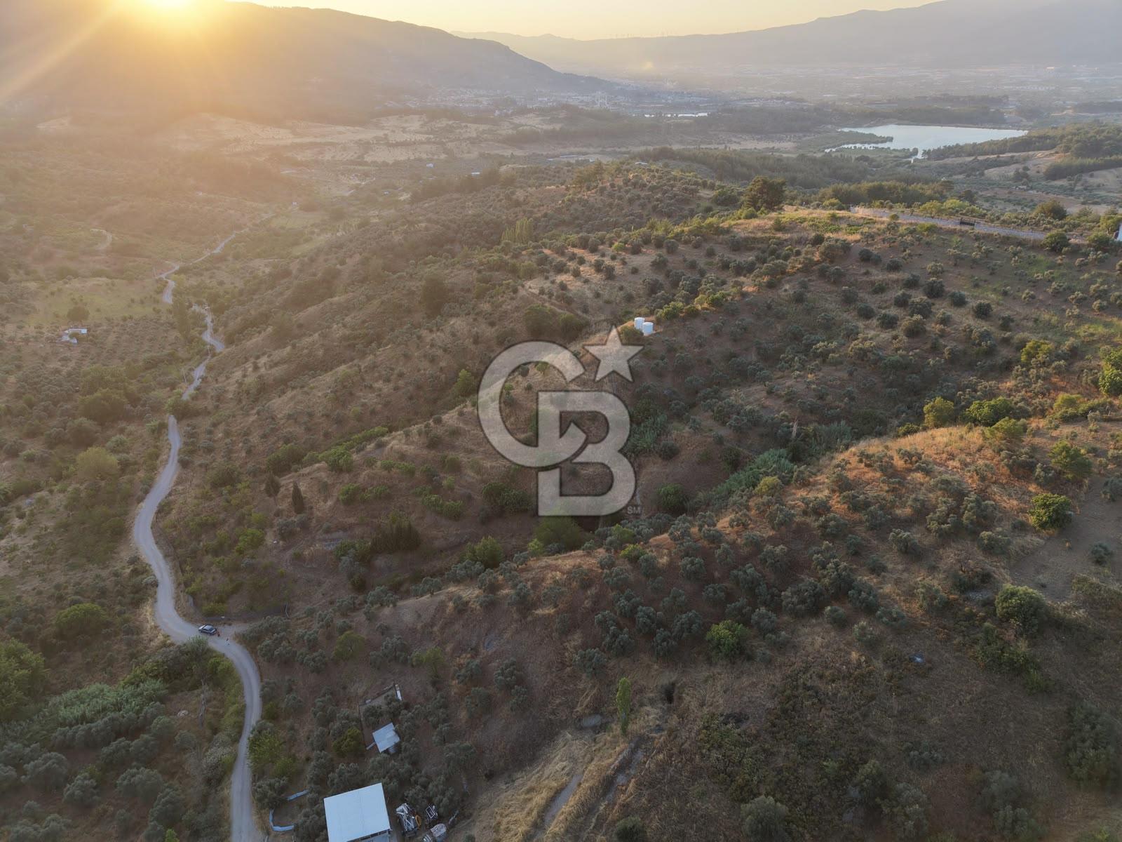 kemalpaşa yukarıkızılca da 10.744 m2 zeytşnlik