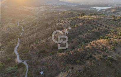 kemalpaşa yukarıkızılca da 10.744 m2 zeytşnlik