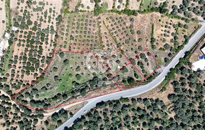 KARACASU YENİCE MAHALLESİNDE 555 m2 SATILIK ARSA