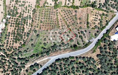 KARACASU YENİCE MAHALLESİNDE 555 m2 SATILIK ARSA