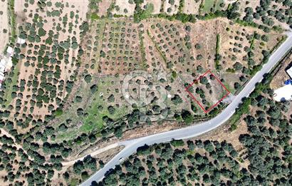 KARACASU YENİCE MAHALLESİNDE 6.770 m2 SATILIK ARSA