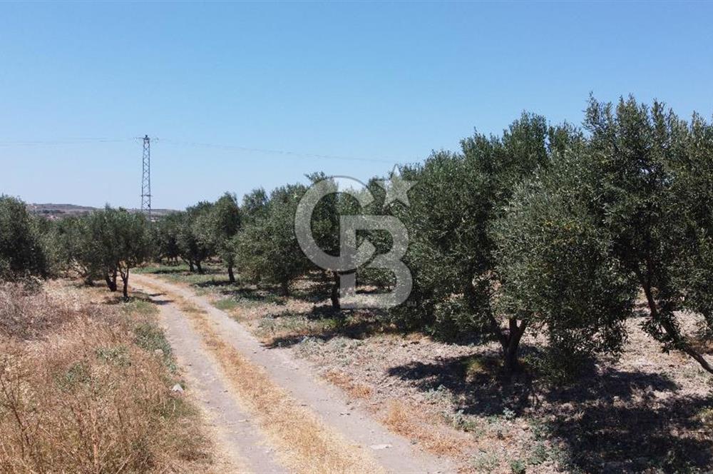 ÇANAKKALE BOZCAADA AMERİKAN ÇEŞME ASFALT CEPHELİ SATILIK ARAZİ