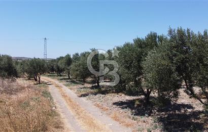 ÇANAKKALE BOZCAADA AMERİKAN ÇEŞME ASFALT CEPHELİ SATILIK ARAZİ