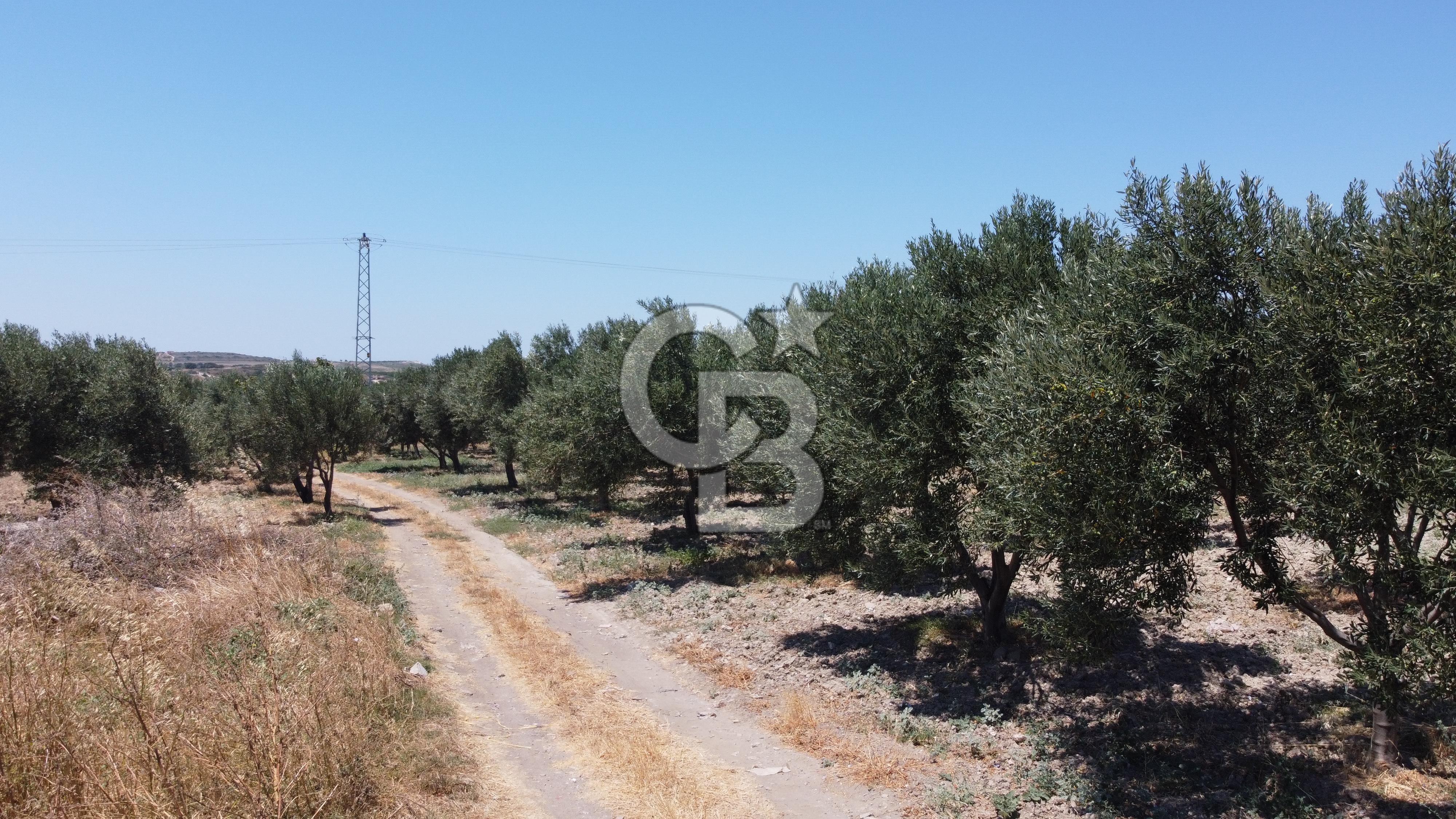 ÇANAKKALE BOZCAADA AMERİKAN ÇEŞME ASFALT CEPHELİ SATILIK ARAZİ