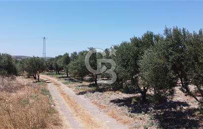 ÇANAKKALE BOZCAADA AMERİKAN ÇEŞME ASFALT CEPHELİ SATILIK ARAZİ