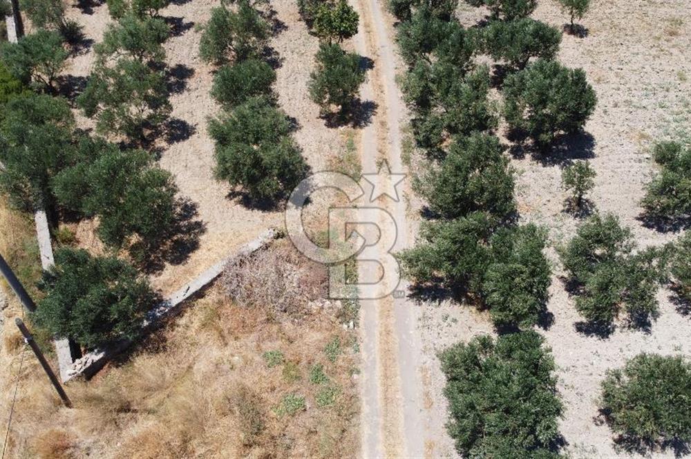 ÇANAKKALE BOZCAADA AMERİKAN ÇEŞME ASFALT CEPHELİ SATILIK ARAZİ