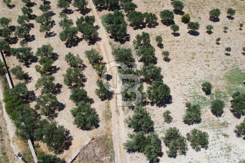 ÇANAKKALE BOZCAADA AMERİKAN ÇEŞME ASFALT CEPHELİ SATILIK ARAZİ