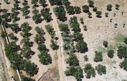 ÇANAKKALE BOZCAADA AMERİKAN ÇEŞME ASFALT CEPHELİ SATILIK ARAZİ