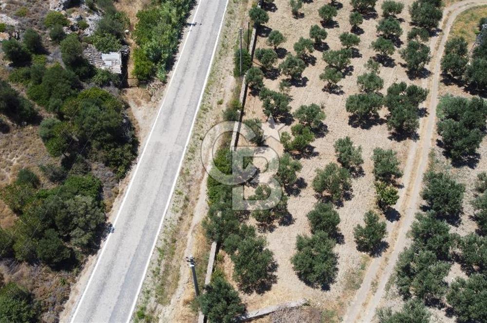 ÇANAKKALE BOZCAADA AMERİKAN ÇEŞME ASFALT CEPHELİ SATILIK ARAZİ