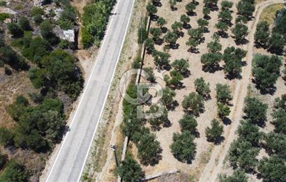 ÇANAKKALE BOZCAADA AMERİKAN ÇEŞME ASFALT CEPHELİ SATILIK ARAZİ
