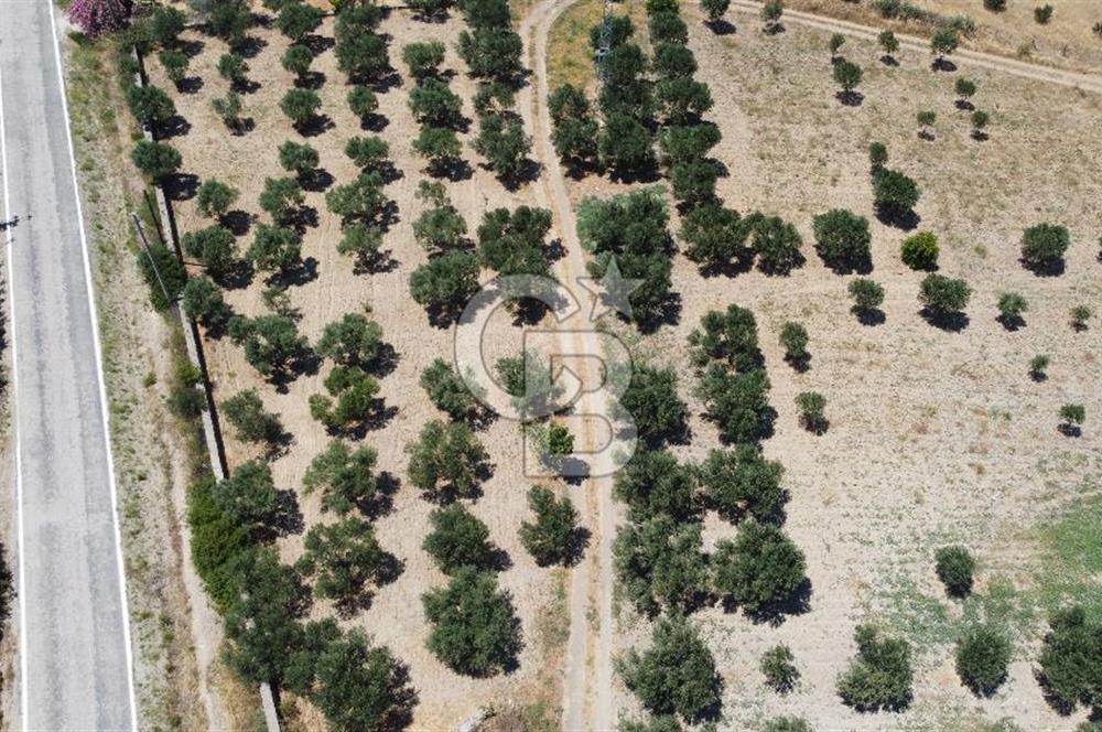 ÇANAKKALE BOZCAADA AMERİKAN ÇEŞME ASFALT CEPHELİ SATILIK ARAZİ