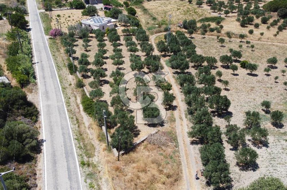ÇANAKKALE BOZCAADA AMERİKAN ÇEŞME ASFALT CEPHELİ SATILIK ARAZİ