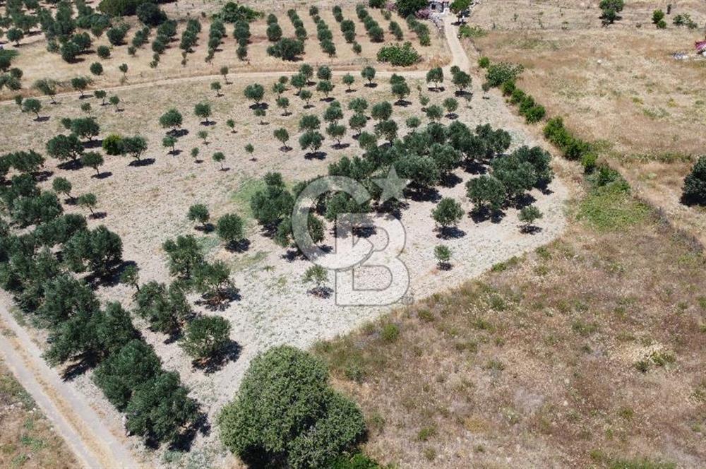 ÇANAKKALE BOZCAADA AMERİKAN ÇEŞME ASFALT CEPHELİ SATILIK ARAZİ