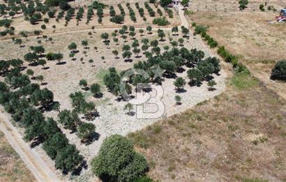 ÇANAKKALE BOZCAADA AMERİKAN ÇEŞME ASFALT CEPHELİ SATILIK ARAZİ