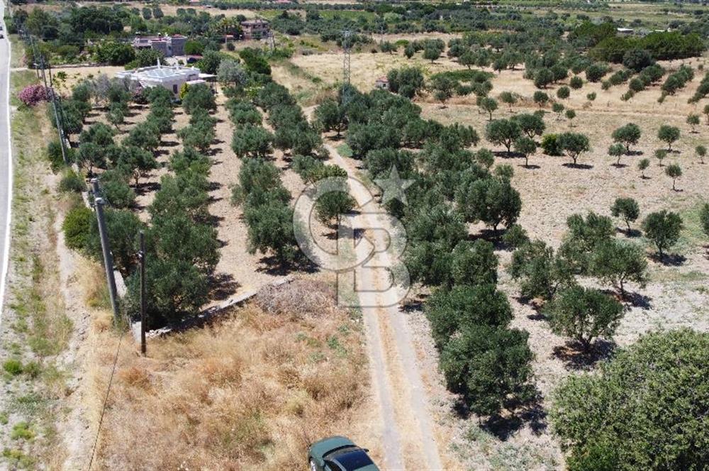 ÇANAKKALE BOZCAADA AMERİKAN ÇEŞME ASFALT CEPHELİ SATILIK ARAZİ