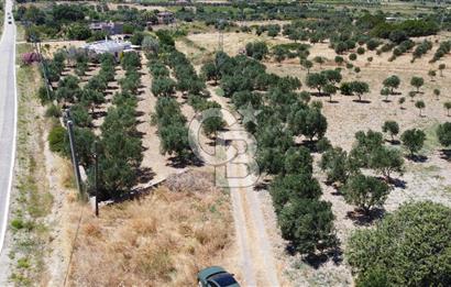 ÇANAKKALE BOZCAADA AMERİKAN ÇEŞME ASFALT CEPHELİ SATILIK ARAZİ