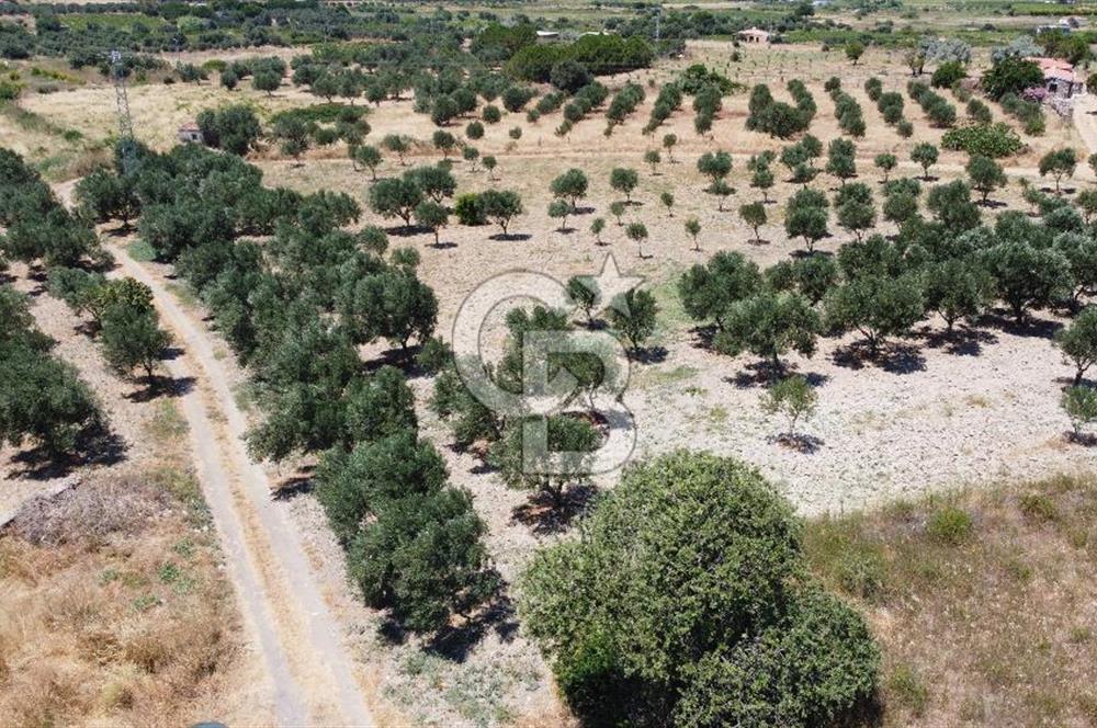 ÇANAKKALE BOZCAADA AMERİKAN ÇEŞME ASFALT CEPHELİ SATILIK ARAZİ