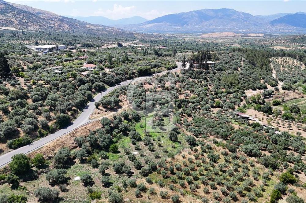 KARACASU YENİCE MAHALLESİNDE 555 m2 SATILIK ARSA