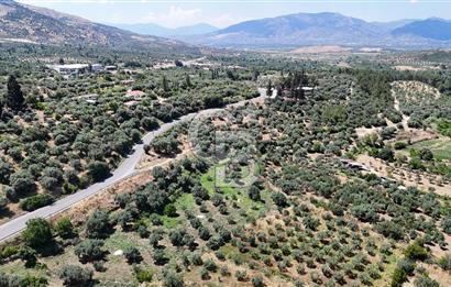 KARACASU YENİCE MAHALLESİNDE 555 m2 SATILIK ARSA