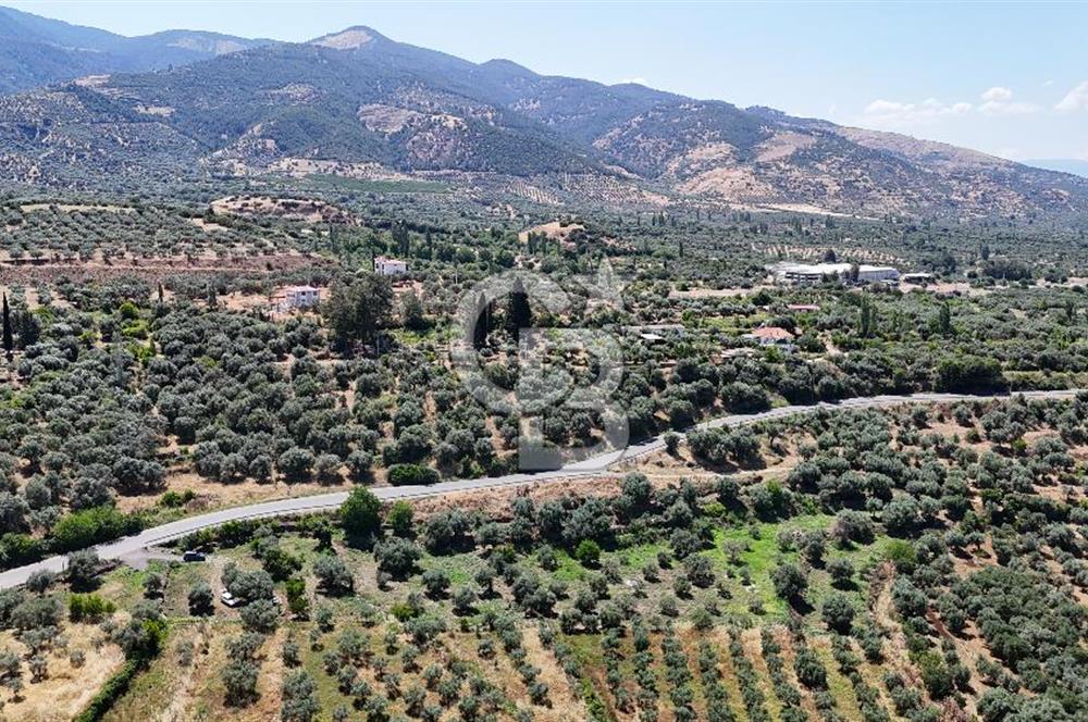 KARACASU YENİCE MAHALLESİNDE 6.770 m2 SATILIK ARSA