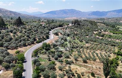 KARACASU YENİCE MAHALLESİNDE 555 m2 SATILIK ARSA