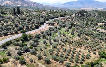 KARACASU YENİCE MAHALLESİNDE 700 m2 SATILIK ARSA