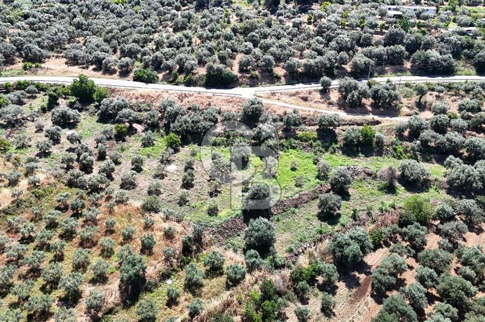 KARACASU YENİCE MAHALLESİNDE 555 m2 SATILIK ARSA