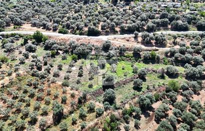 KARACASU YENİCE MAHALLESİNDE 555 m2 SATILIK ARSA