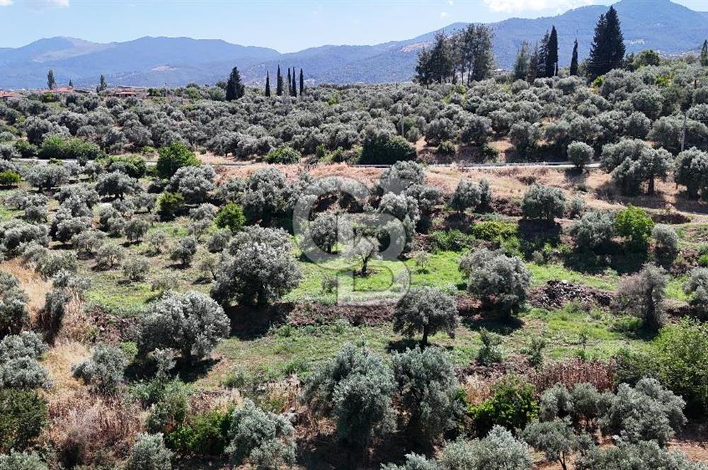 KARACASU YENİCE MAHALLESİNDE 6.770 m2 SATILIK ARSA