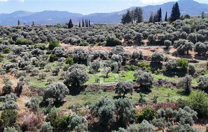 KARACASU YENİCE MAHALLESİNDE 6.770 m2 SATILIK ARSA