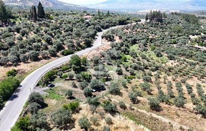 KARACASU YENİCE MAHALLESİNDE 555 m2 SATILIK ARSA