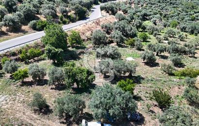 KARACASU YENİCE MAHALLESİNDE 6.770 m2 SATILIK ARSA