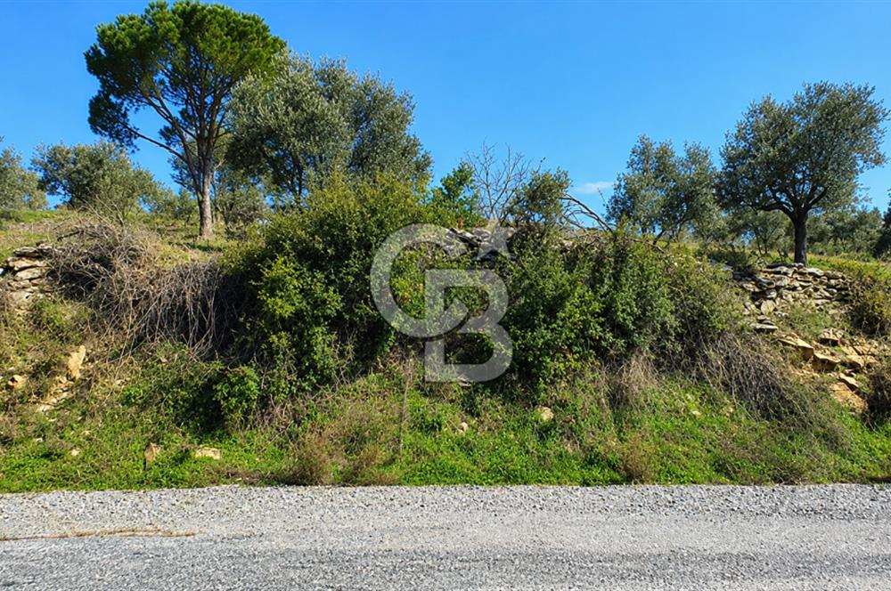 Aydın Bozdoğan Asfalt Yola Cepheli 1.667 m² Fırsat Tarla