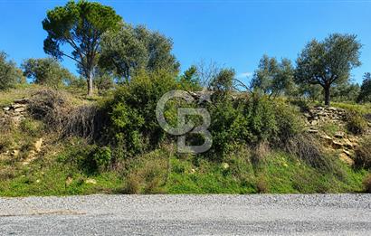 Aydın Bozdoğan Asfalt Yola Cepheli 1.667 m² Fırsat Tarla