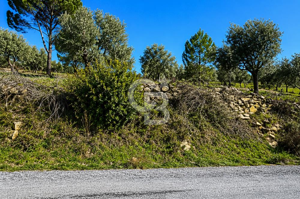 Aydın Bozdoğan Asfalt Yola Cepheli 1.667 m² Fırsat Tarla